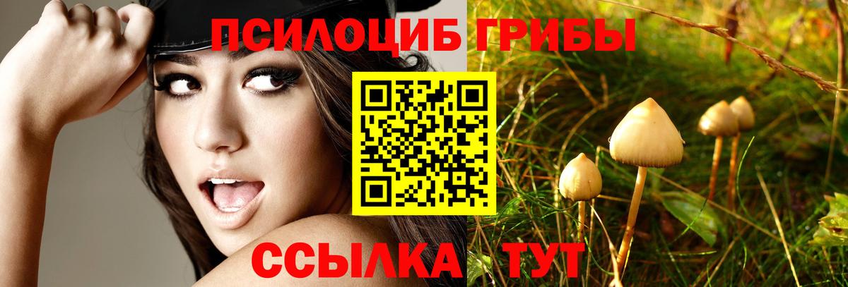 Псилоцибиновые грибы Psilocybine cubensis Чистополь
